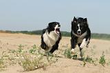 BORDER COLLIE 462